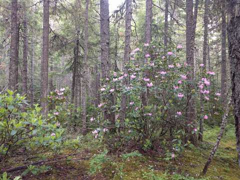 Rhododendron Flats